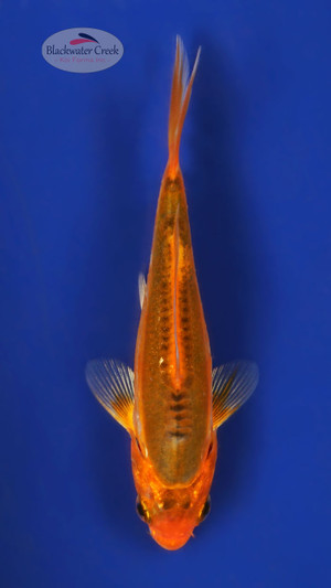 Shusui 4-5 inches [W25-T103-13]