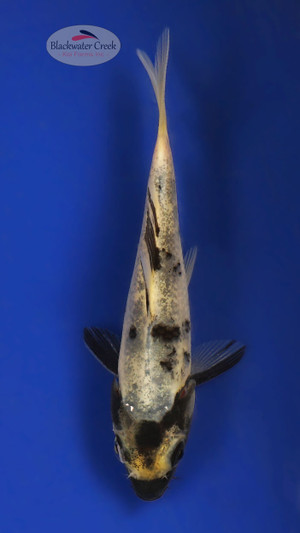 Shiro Bekko 3-4 inches [W25-T102-2]