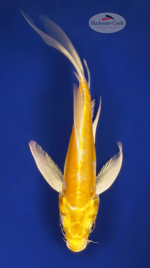 Doitsu Yamabuki 4-5 inches [W25-T103-3]