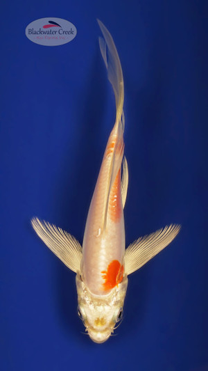 Doitsu Hariwake 4-5 inches [W25-T103-7]