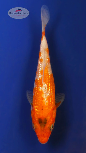 Gin Rin Kohaku 4-5 inches [W25-T107-4]