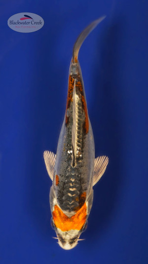 Kikokuryu 4-5 inches [W25-T113-4]