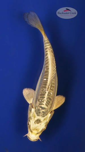 Casper Kikokuryu 4-5 inches [W25-T113-6]