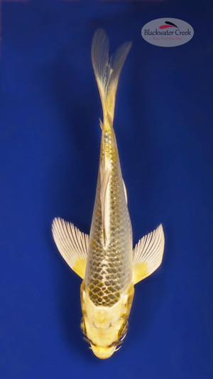 Ki Matsuba 4-5 inches [W25-T113-7]