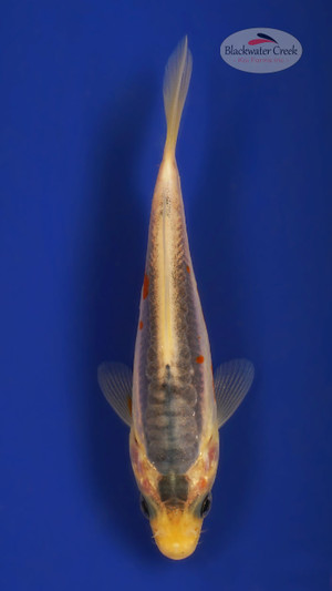 Shusui 4-5 inches [W25-T113-8]