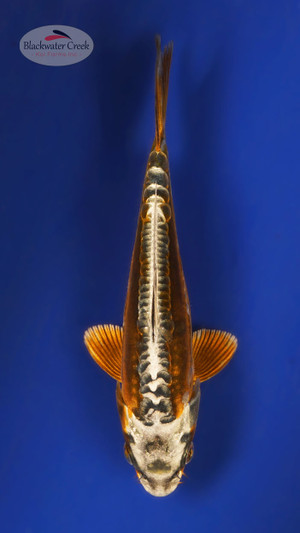 Beni Kikokuryu 5-6 inches [W25-T114-8]