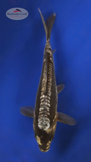 Gin Rin Kumonryu 5-6 inches [W25-T114-9]