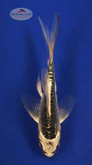 Kikokuryu 4-5 inches [W25-T117-9]