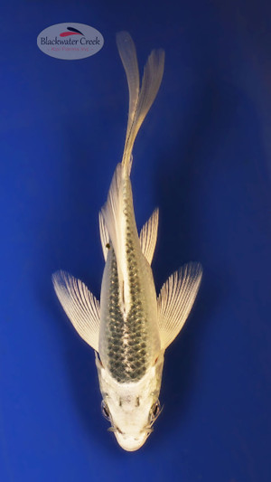 Matsuba 4-5 inches [W25-T118-6]