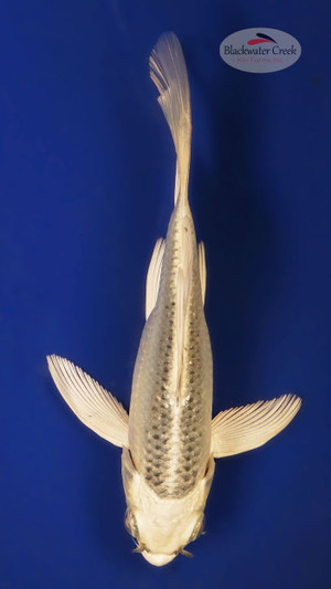 Matsuba 4-5 inches [W25-T119-3]