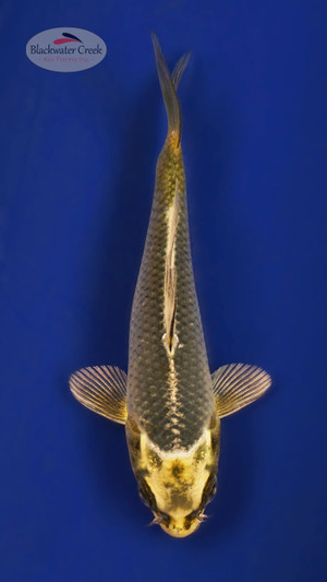 Matsuba 3-4 inches [X25-T112-3]