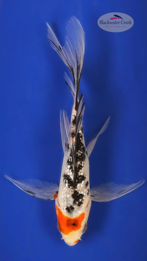 Sanke 4-5 inches [X25-T112-9]