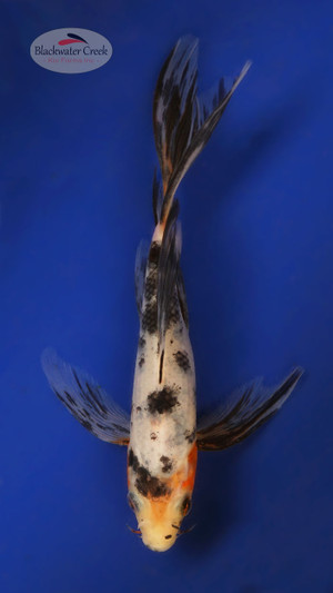 Sanke 5-6 inches [X25-T122-1]