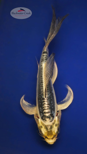 Kikokuryu 4-5 inches [X25-T122-7]