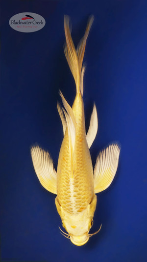 Yamabuki 6-7 inches [X25-T123-1]