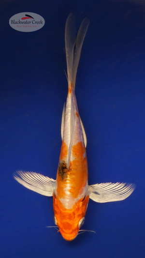 Heisei Nishiki 4-5 inches [X25-T124-3]