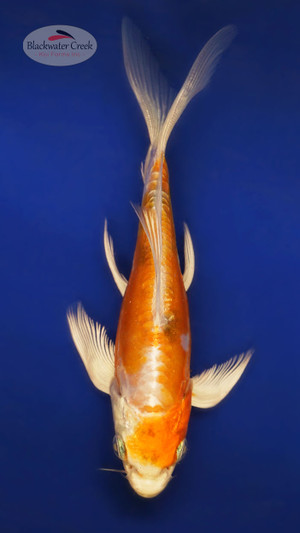 Doitsu Hariwake 4-5 inches [X25-T125-5]