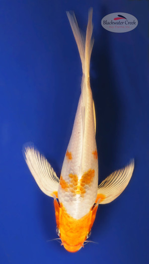 Hariwake 5-6 inches [X25-T126-8]