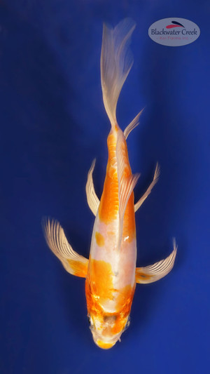 Doitsu Hariwake 5-6 inches [X25-128-9]