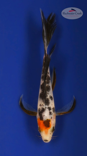 Sanke 4-5 inches [X25-T129-2]