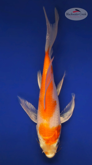 Kohaku 4-5 inches [X25-T129-5]