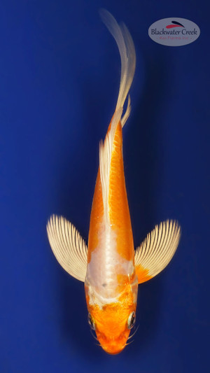 Doitsu Hariwake 4-5 inches [X25-T129-6]