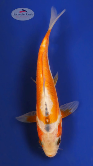 Shusui 4-5 inches [X25-T131-4]