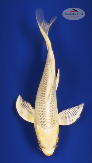 Ki Matusba 5-6 inches [X25-T132-2]