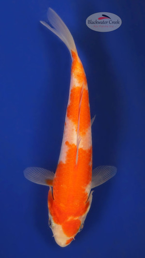 Kohaku 4-5 inches [X25-T132-10]