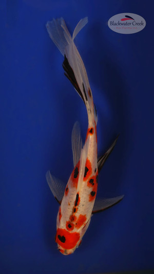 Sanke Gold 6-7 inches [XX25-T63-8]