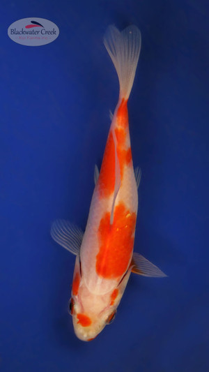 Red & White Sarassa 3-4 inches [XX25-T64-3]