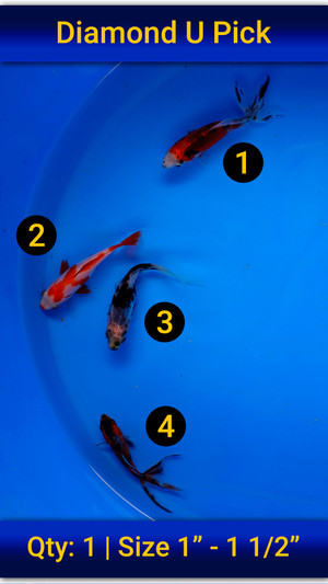 Diamond U Pick #12 1-1.5 inches [DUP12-81225-12]