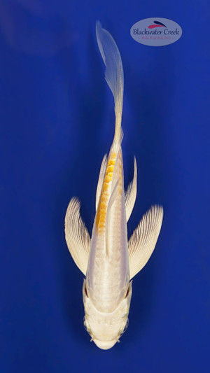 Doitsu Hariwake 4-5 inches [Y25-T153-2]