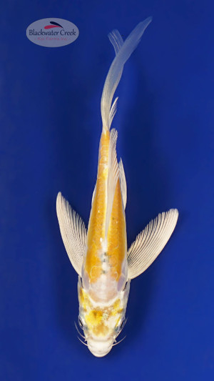 Doitsu Hariwake 4-5 inches [Y25-T153-3]