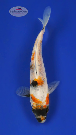 Showa 4-5 inches [Y25-T154-3]