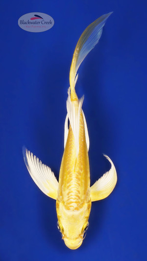 Doitsu Yamabuki 5-6 inches [Y25-T157-7]