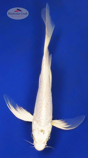 Doitsu Platinum 4-5 inches [Y25-T161-3]