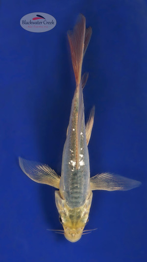 Blue Shusui 4-5 inches [Y25-T161-5]