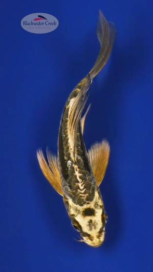 Kikokuryu 4-5 inches [Y25-T161-6]