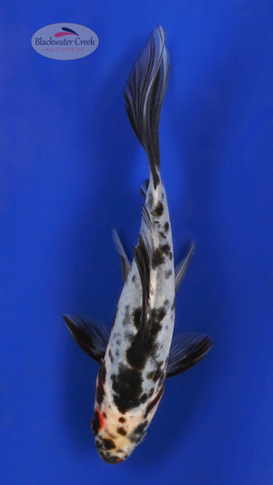 Dotty 6-7 inches  [XX25-T65-10]