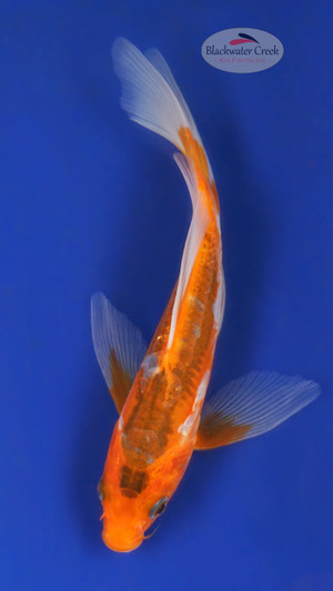 Shusui 5-6 inches [Y25-T169-9]