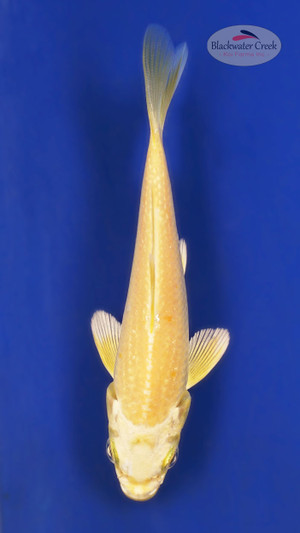 Yamabuki 4-5 inches [Y25-T170-1]