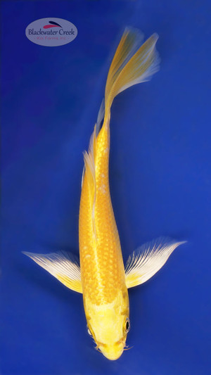 Yamabuki 5-6 inches [Y25-T170-6]