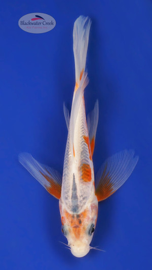 Shusui 5-6 inches [Y25-T170-7]