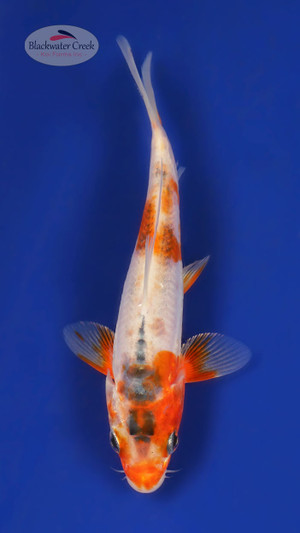 Shusui 4-5 inches [Y25-T172-5]