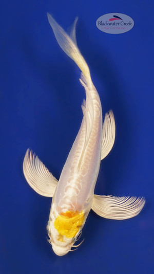 Hariwake 5-6 inches [Y25-T172-8]