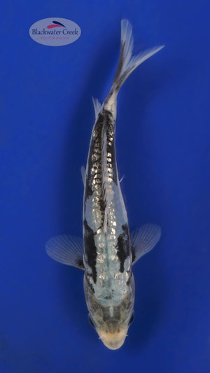 Kumonryu 4-5 inches [Y25-T173-1]