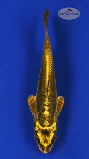 Kikokuryu 4-5 inches [Z25-T175-8]