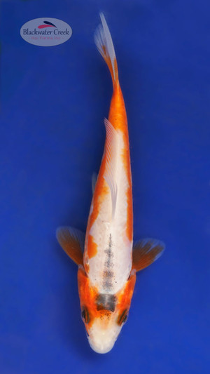 Shusui 4-5 inches [Z25-T178-4]