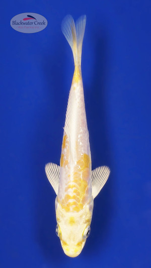 Doitsu Hariwake 4-5 inches [Z25-T181-4]